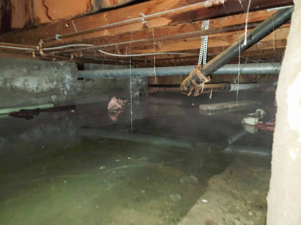Best Local water damage restoration  in Harper Woods, MI
